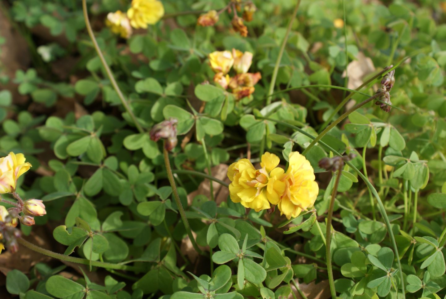 Oxalis pes-caprae L. a fiore doppio